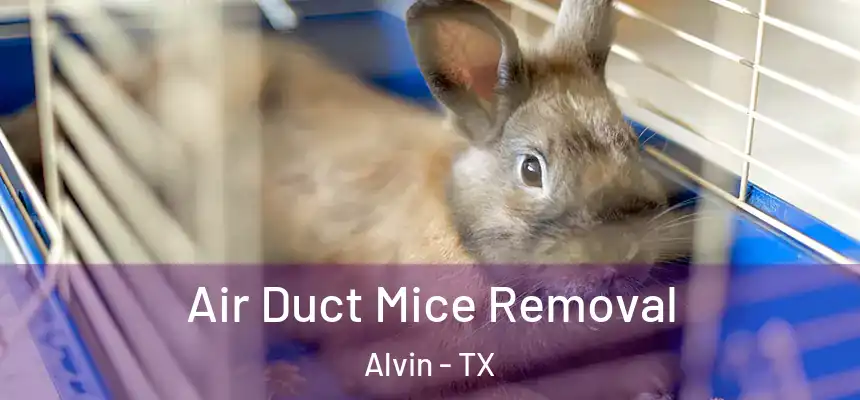  Air Duct Mice Removal Alvin - TX